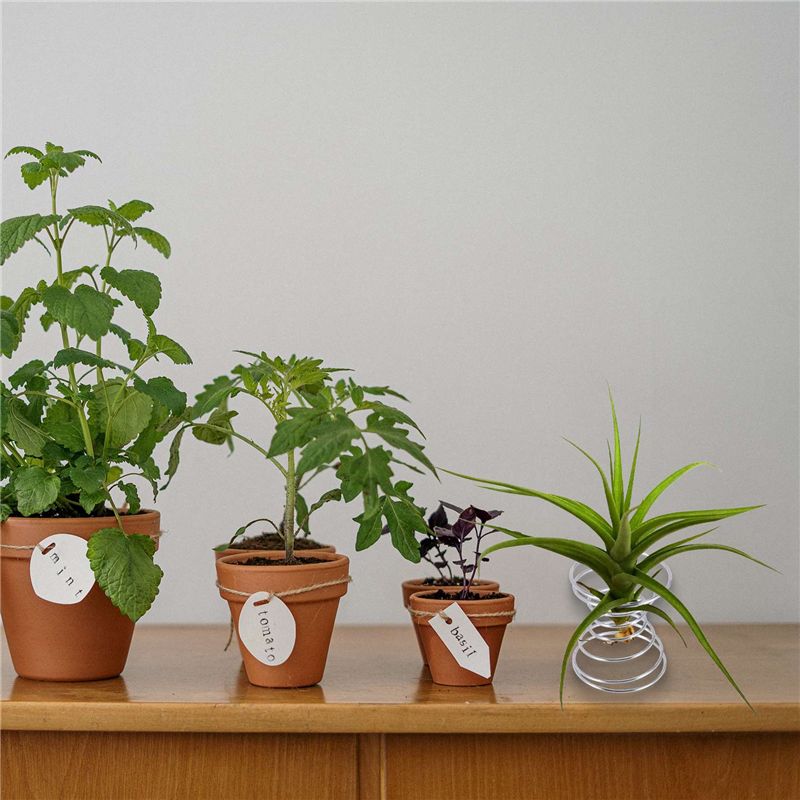 Air Plant Tillandsia - 売れ筋商品-6個入りエアプランツスタンド、エアプランツ容器、ティランジアホルダー、ステンレス製植物ディスプレイラック、エアパイナップルベース