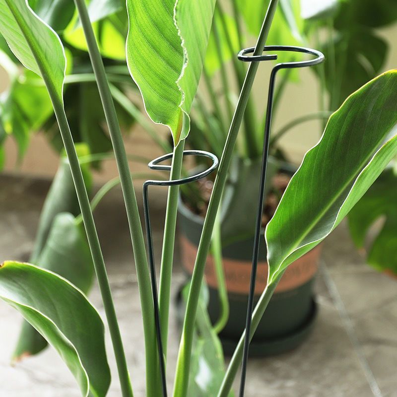 1/10 個ガーデンサポートステークリング金属単一茎植物低木 - Plant Parent Tools のレビューと価格