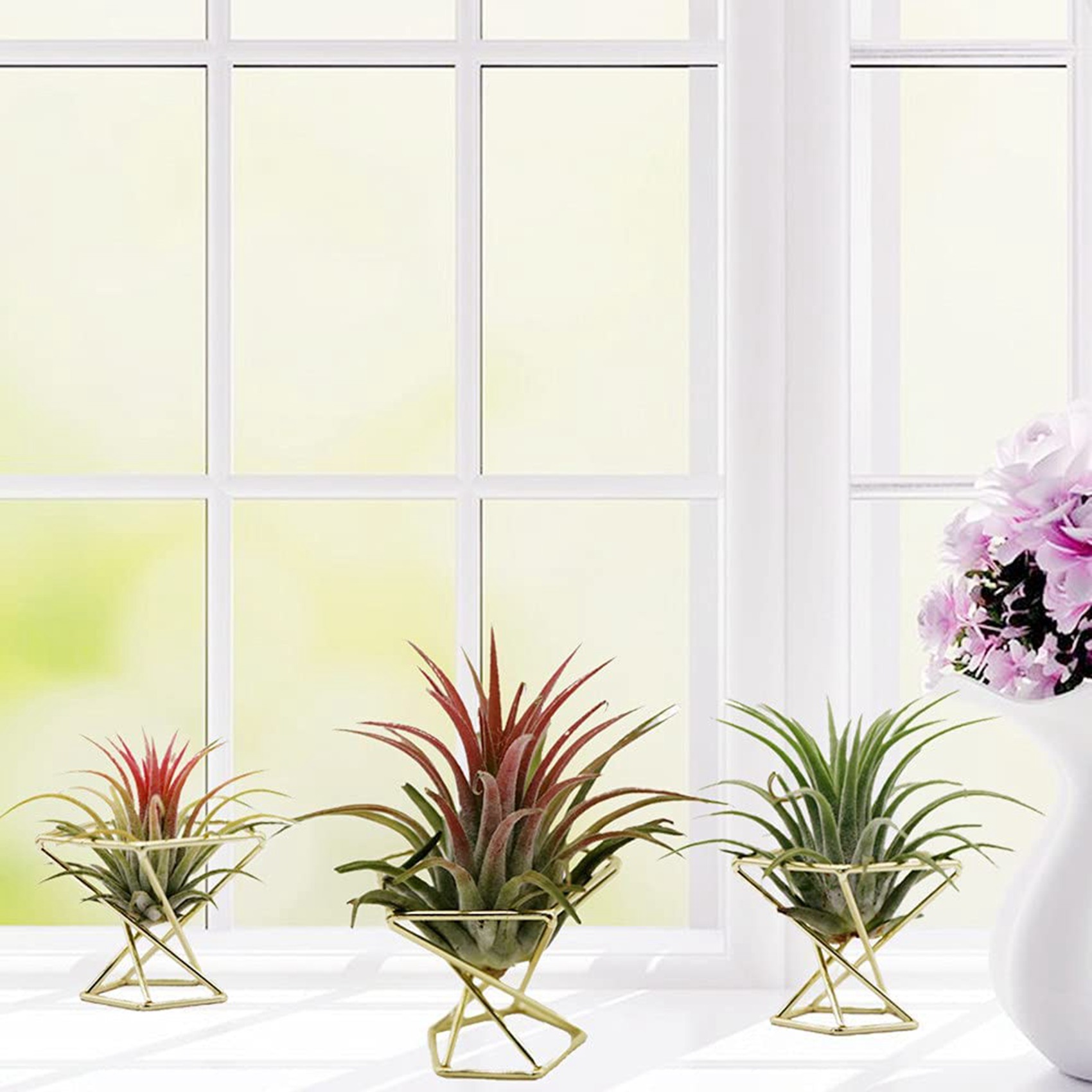 SYW-8個入り 幾何学模様 エアプランツホルダー エアプラ - Air Plant Tillandsia のレビューと価格