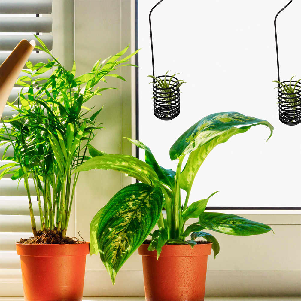 3 個のスパイラルエアプランツフック壁掛け金属ティランジアハ - Air Plant Tillandsia のレビューと価格