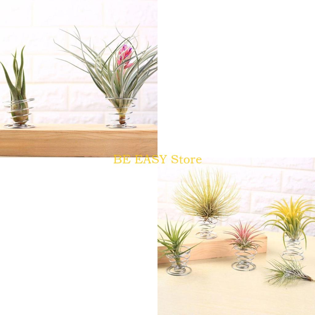 E28F 生きた熱帯観葉植物 20 個セット 室内装飾用 屋 - Air Plant Tillandsia のレビューと価格