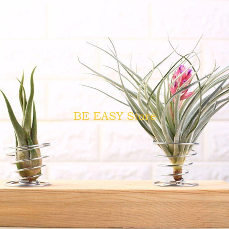 E28F 生きた熱帯観葉植物 20 個セット 室内装飾用 屋 - Air Plant Tillandsia のレビューと価格