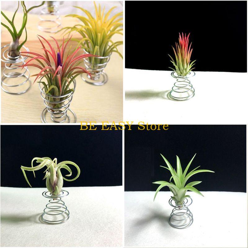 E28F 生きた熱帯観葉植物 20 個セット 室内装飾用 屋 - Air Plant Tillandsia のレビューと価格