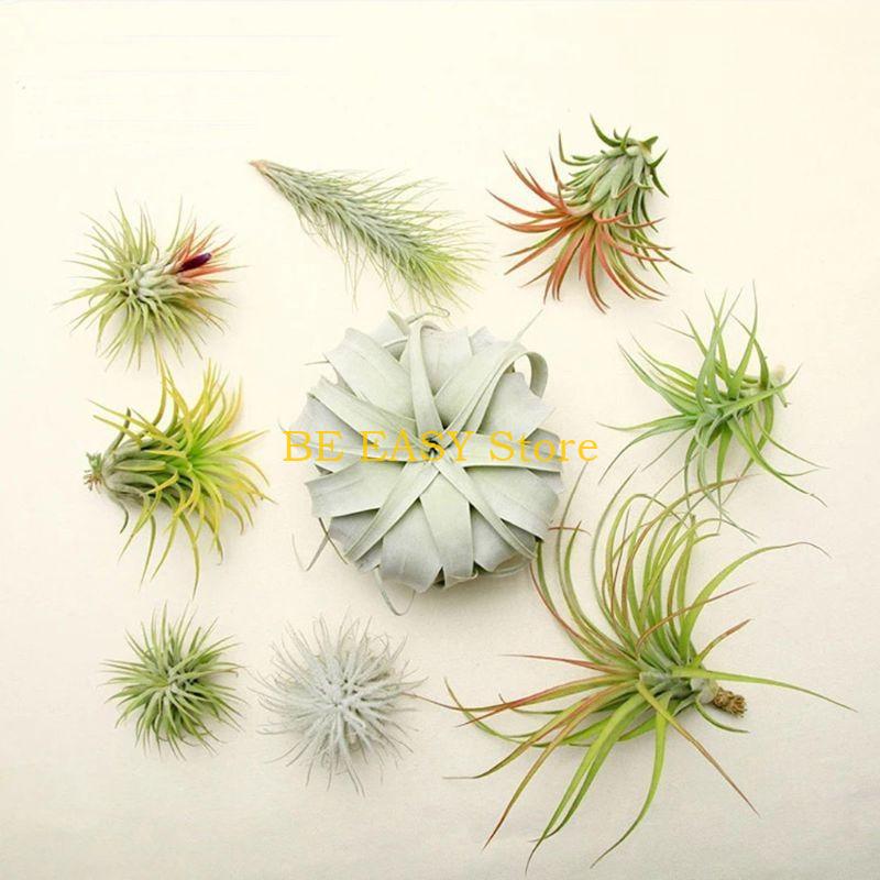 E28F 生きた熱帯観葉植物 20 個セット 室内装飾用 屋 - Air Plant Tillandsia のレビューと価格