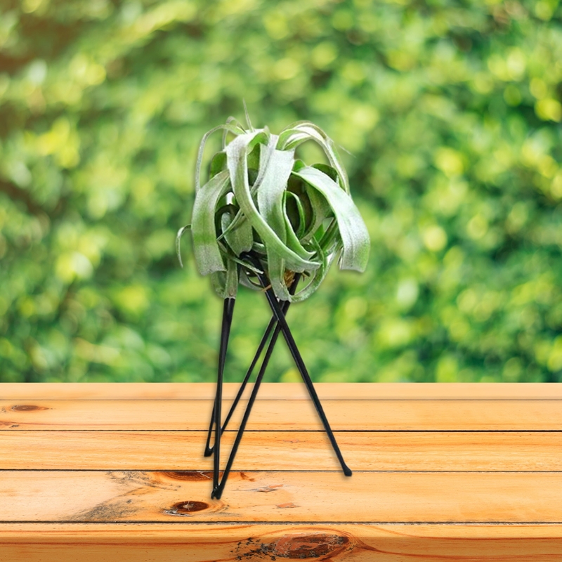 エアプランツホルダー金属植木鉢スタンド幾何鉄ティランジアディ - Air Plant Tillandsia のレビューと価格