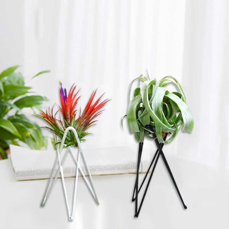 エアプランツホルダー金属植木鉢スタンド幾何鉄ティランジアディ - Air Plant Tillandsia のレビューと価格
