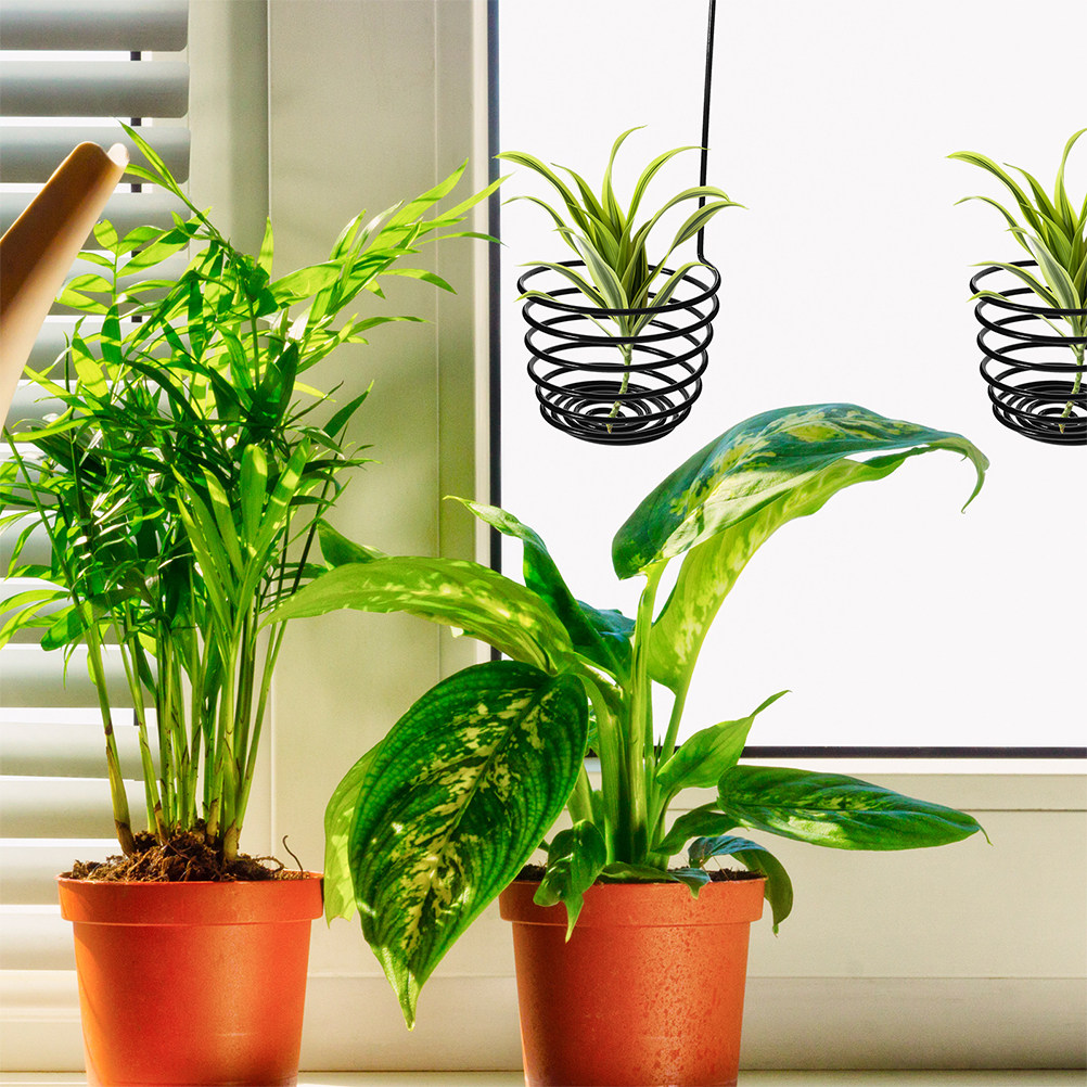 3個セットの頑丈な金属製スパイラルエアプランツフック、壁掛け - Air Plant Tillandsia のレビューと価格